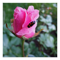 reposant sur un rose
