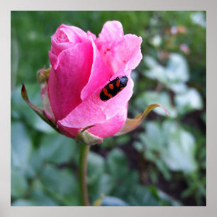 Poster reposant sur un rose