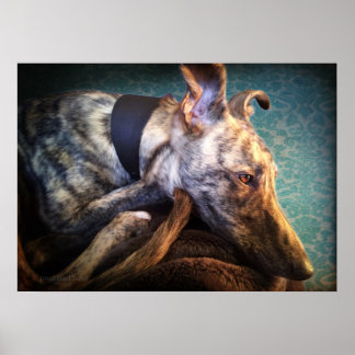 Poster Repose Brindled Lurcher Hound