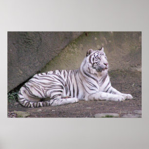 Poster Repose de régal