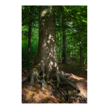 Répression des baleines