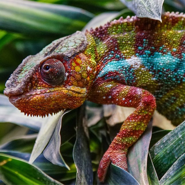 Poster Reptile (A close-up shot captures a chameleon amidst lush green foliage.)