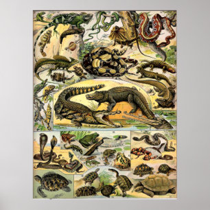 Poster Reptiles Adolphe Millot