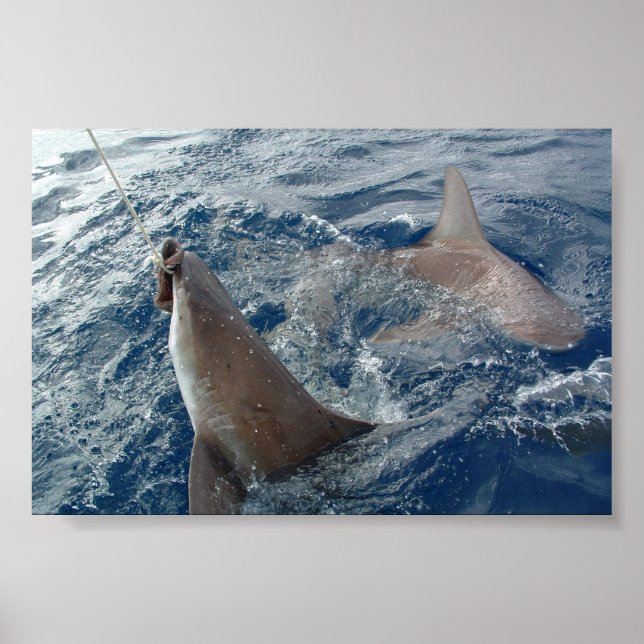 Poster Requin (Devant)