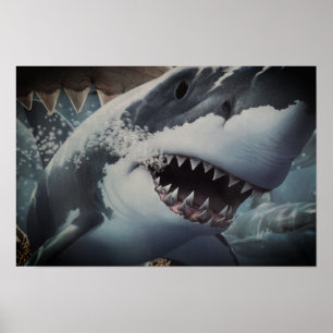 Poster Requin