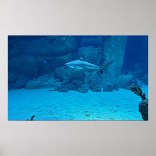Poster Requin