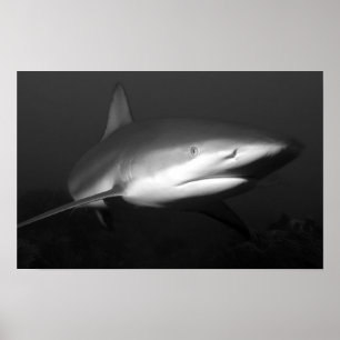Poster requin