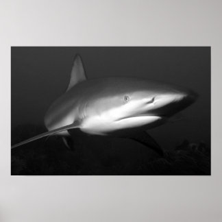 Poster requin