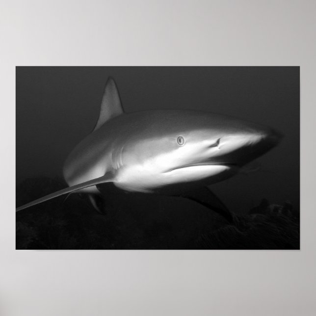 Poster requin (Devant)