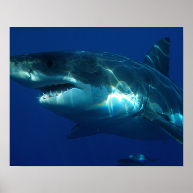 Poster Requin (Devant)