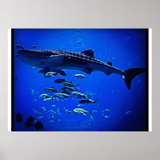 Poster Requin baleine