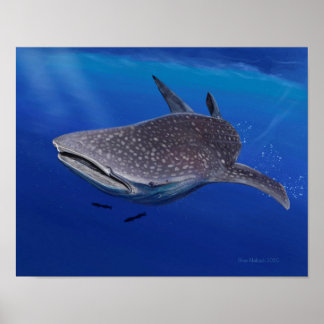 Poster Requin baleine