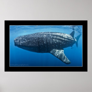 Poster Requin baleine #3