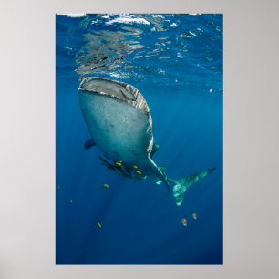 Poster Requin Baleine et Poisson