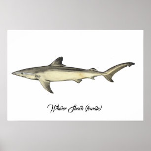 Poster Requin baleinier (femelle)