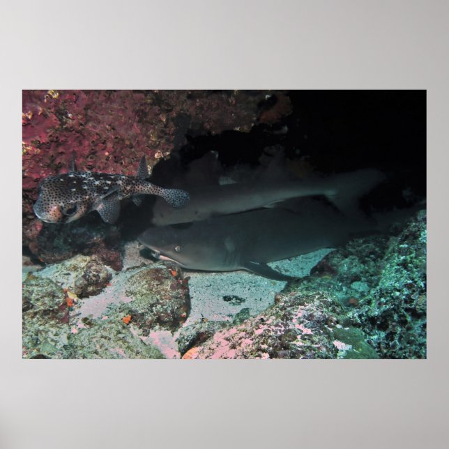 Poster Requin blanc et requin (Devant)