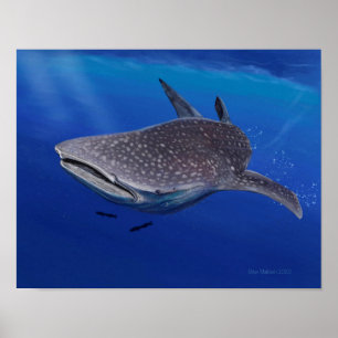 Poster Requin de baleine