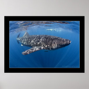 Poster Requin de baleine #5