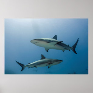 Poster Requin de récif des Caraïbes