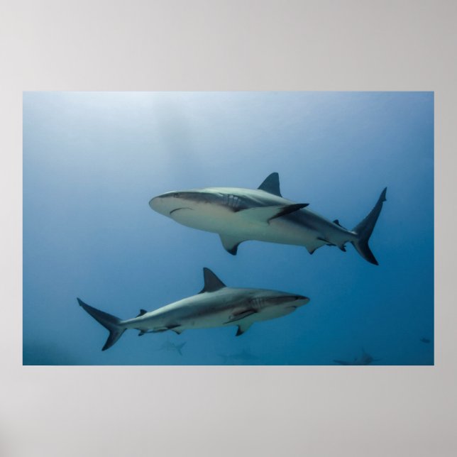 Poster Requin de récif des Caraïbes (Devant)