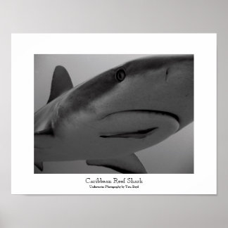 Poster Requin des Caraïbes