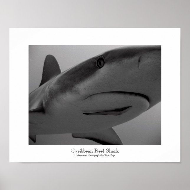 Poster Requin des Caraïbes (Devant)