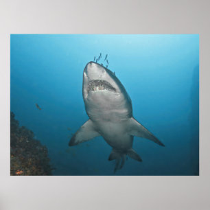 Poster Requin gris