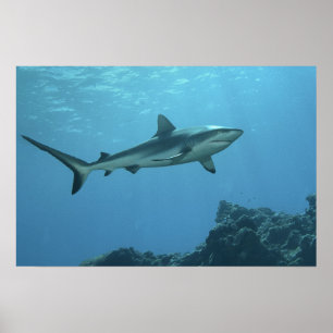 Poster requin gris à la barrière de corail de l'île Yap  