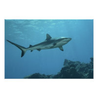 requin gris à la barrière de corail de l'île Yap |