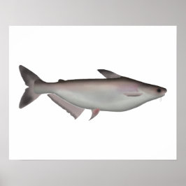 Poster Requin Iridescendant