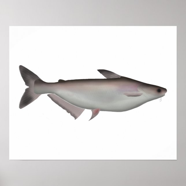 Poster Requin Iridescendant (Devant)