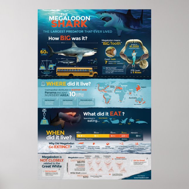 Poster Requin Megalodon - Predator! 24 x 36 pouces (Devant)