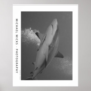 Poster Requin noir de récif de bout