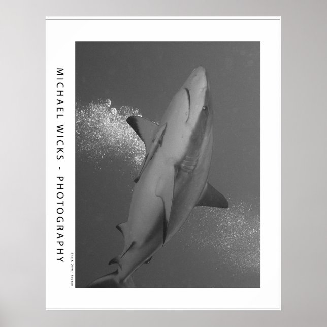Poster Requin noir Tip Reef (Devant)