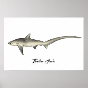 Poster Requin thresher
