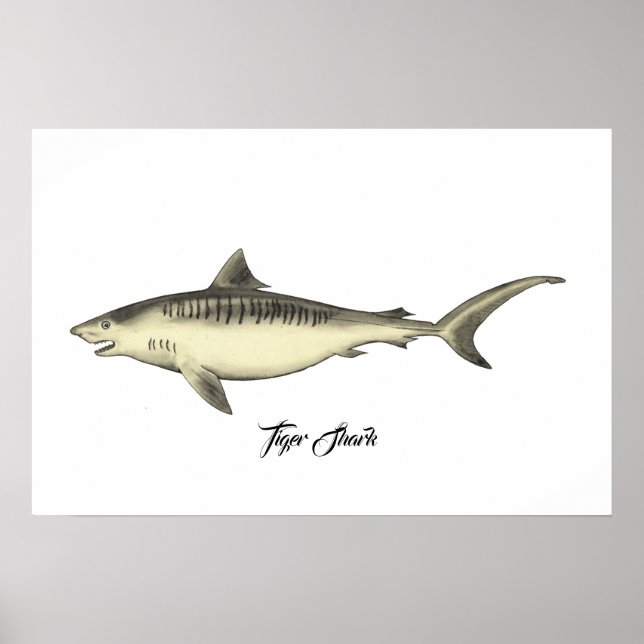 Poster Requin tigre (Devant)
