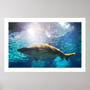 Poster Requin tigre des sables