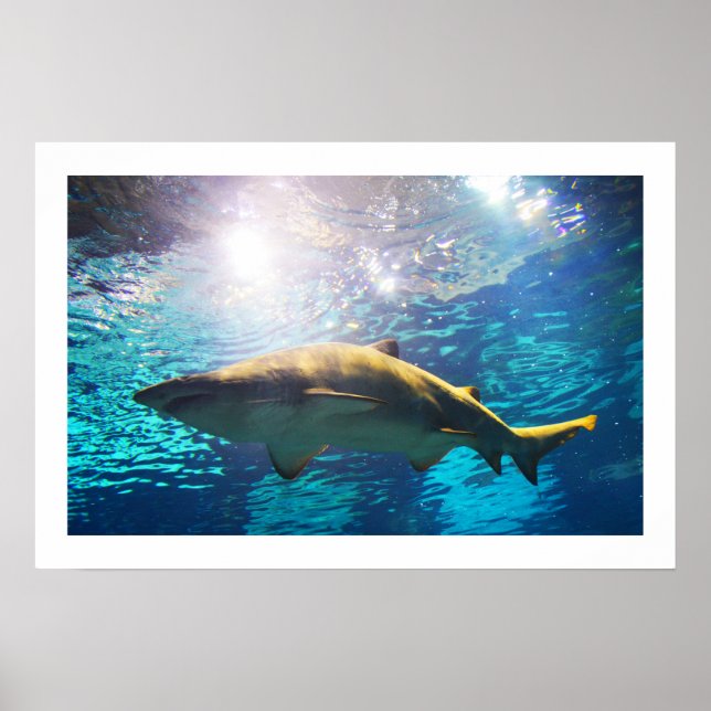 Poster Requin tigre des sables (Devant)