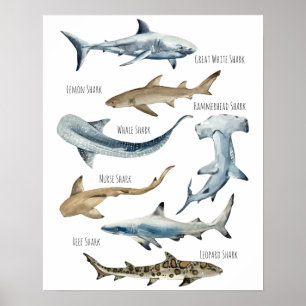 Poster Requins
