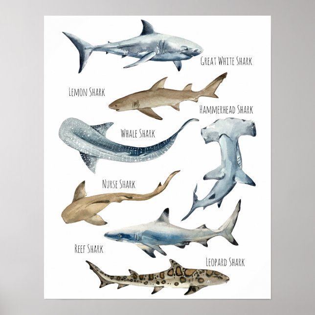 Poster Requins (Devant)