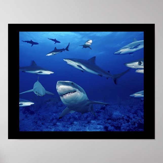 Poster requins (Devant)