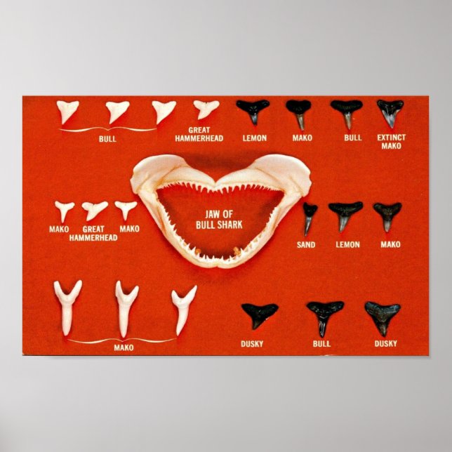 Poster Requins de Floride (Devant)