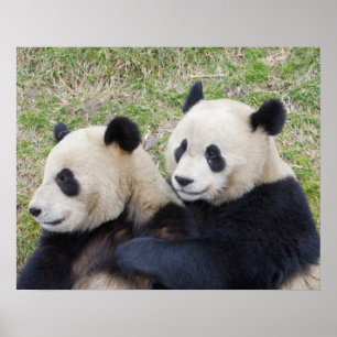 Poster Réserve de Wolong, Chine, Panda géant embrassant