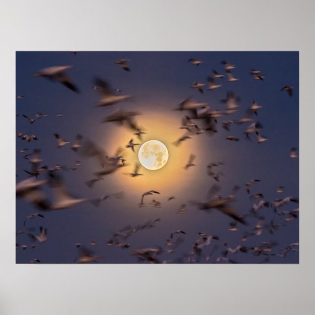 Poster Réserve nationale de faune de Bosque del Apache (Devant)