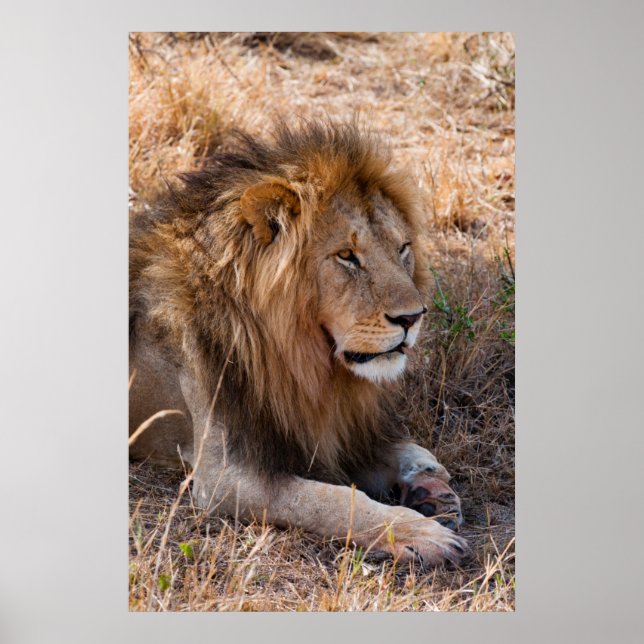 Poster Réserve nationale du Lion Massai Mara, Kenya (Devant)