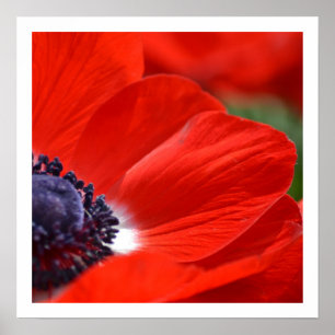 Poster Ressort rouge de pavot floral