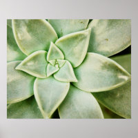 Ressort Succulent