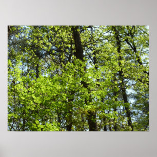 Poster Ressource Feuille