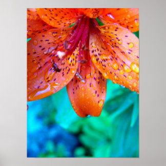 Poster restes de pluie estivale