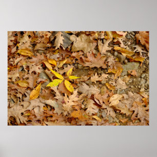 Poster Résumé de feuilles sèches, île Bannerman